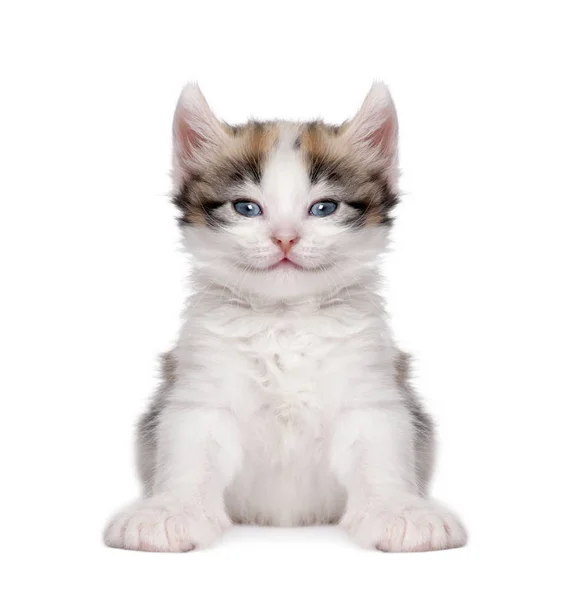 Kitten (1 month old) — Stock Photo, Image