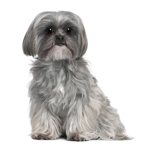 Mixed-Breed Dog with a maltese dog — Stock Photo, Image