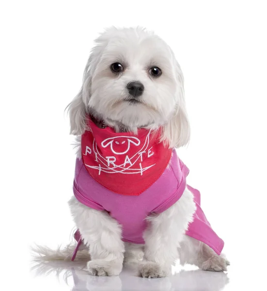 Maltese hond gekleed-up met een shirt (17 maanden oude) — Stockfoto