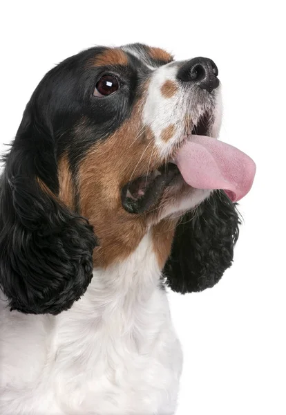 Close-up Cavalier King Charles Spaniel (4 years old) — Stock Photo, Image