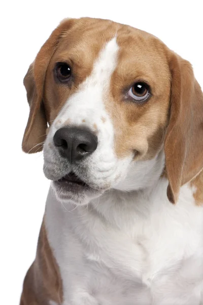 Zbliżenie na szefa beagle (2 lat temu) — Zdjęcie stockowe