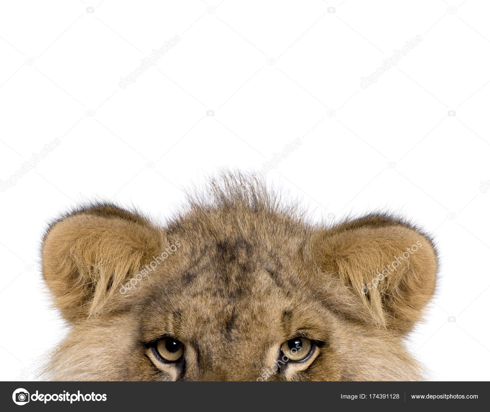 Vista Cortada De Leao Panthera Leo 9 Meses Em Frente Ao Fundo Branco Fotografias De Stock C Lifeonwhite 174391128