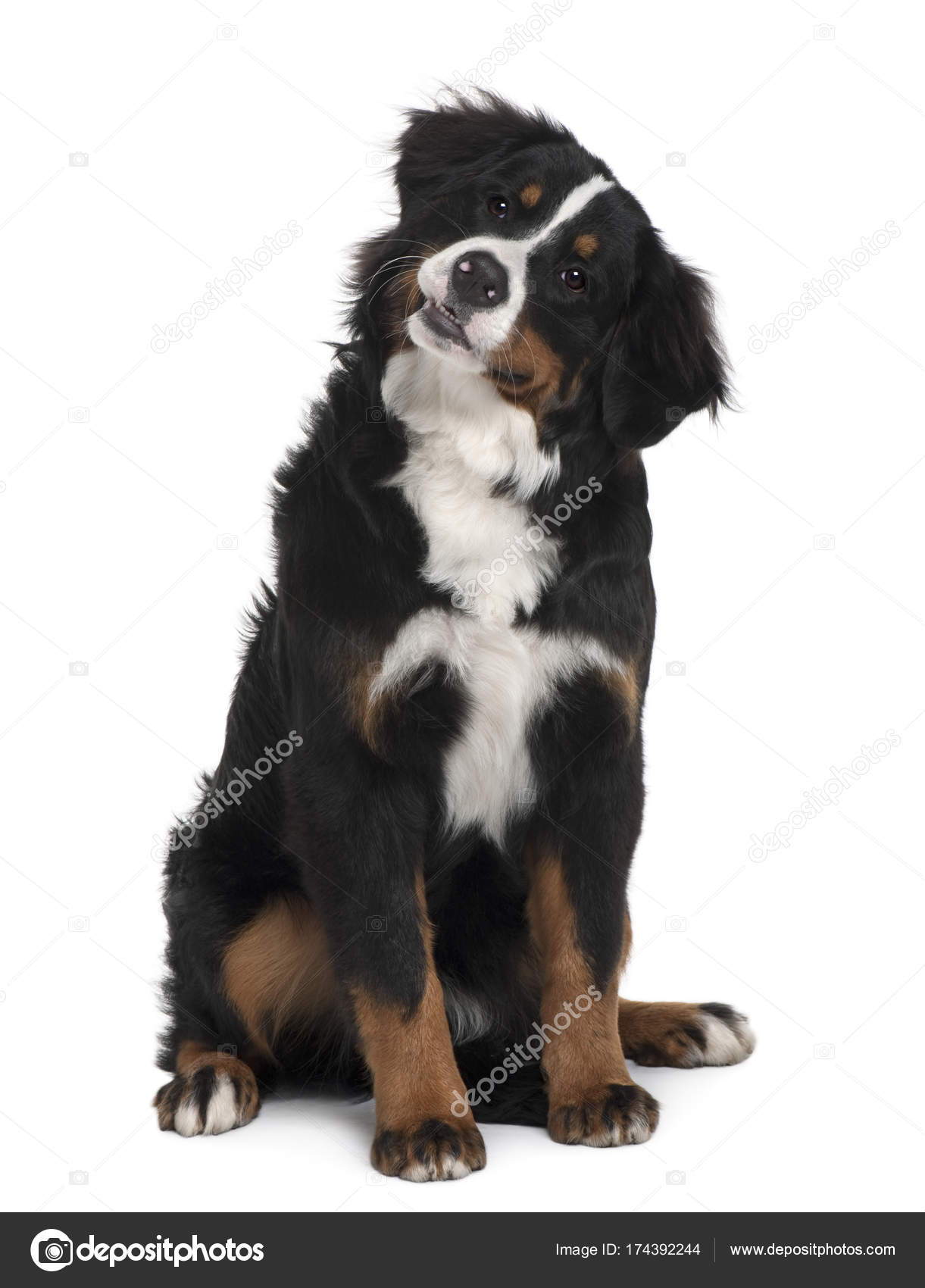 6 month old hotsell bernese mountain dog