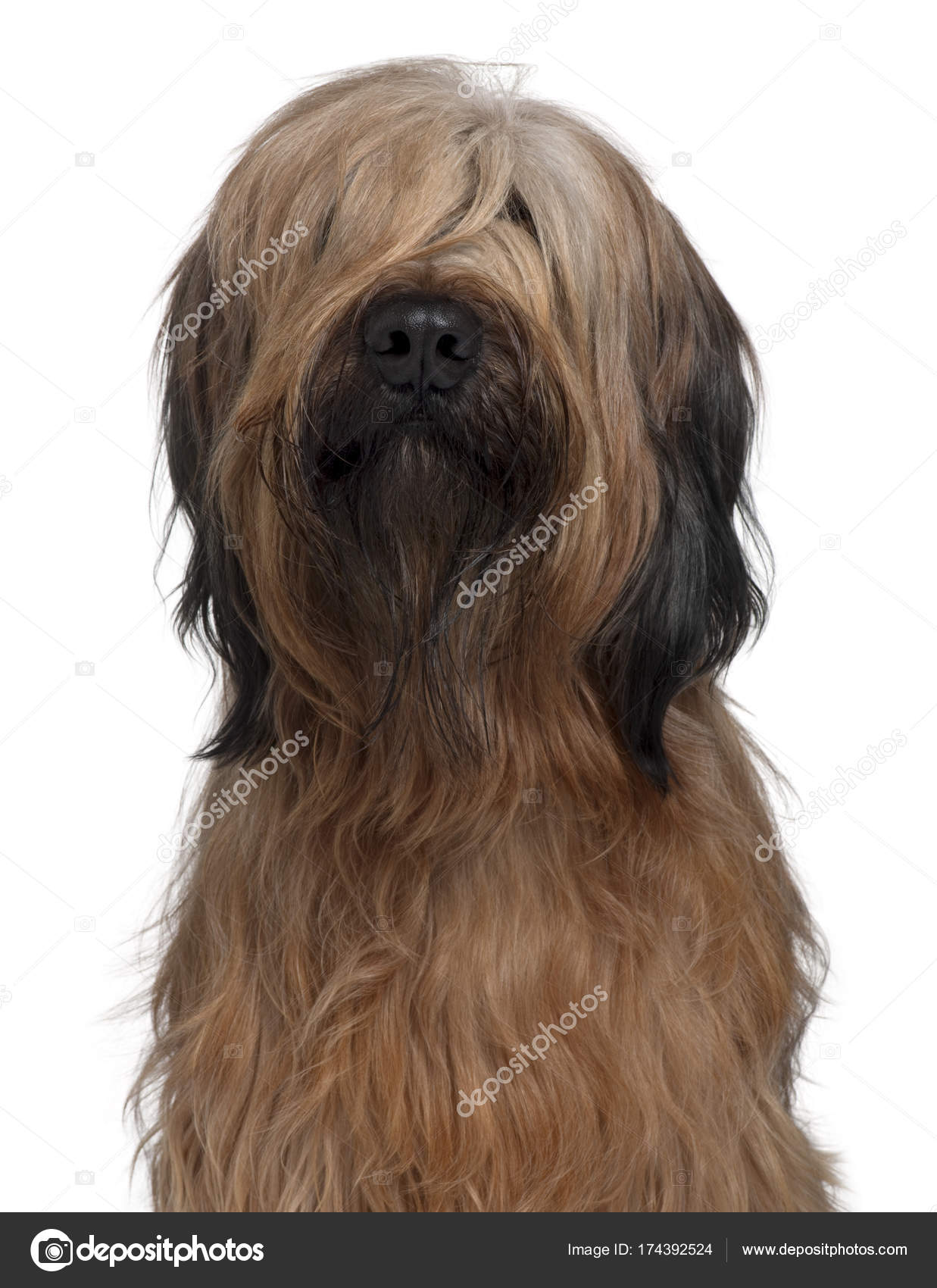 Briard dog, 1 Year Old, sitting in front of white background Stock Photo by  ©lifeonwhite 174392524