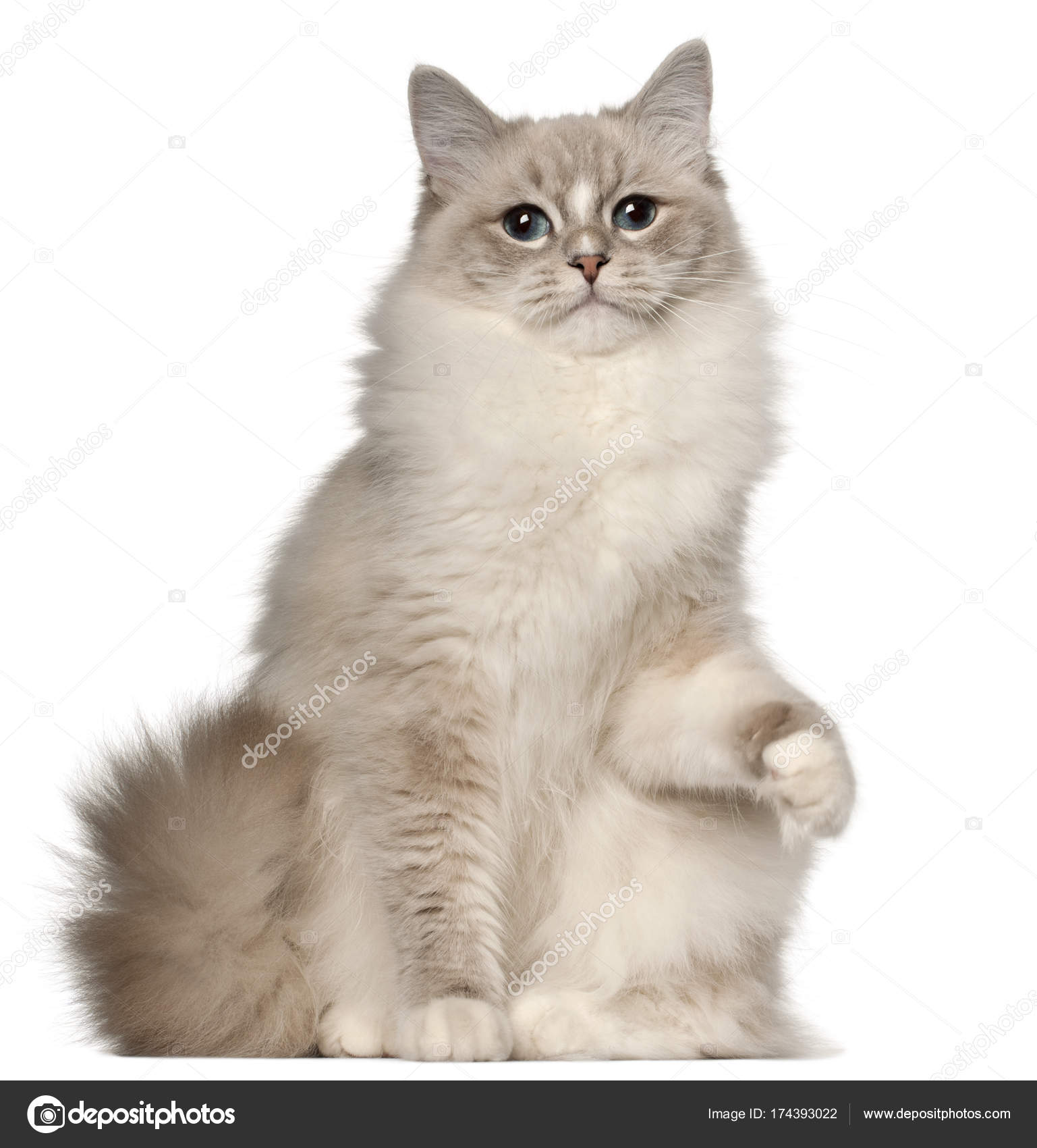 rag doll for 1 year old