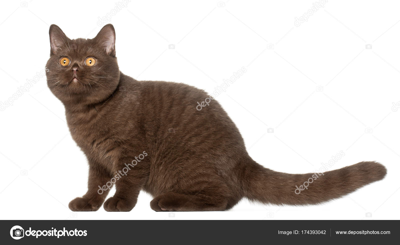 British Shorthair Cat Kitten 4 Months Old Sitting In Front Of