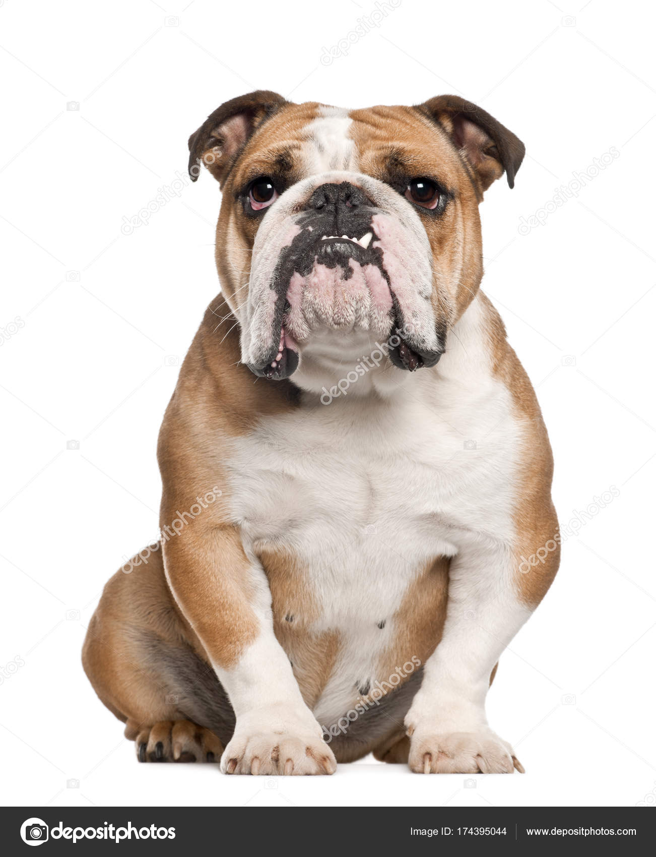 English Bulldog, 5 years old, sitting against white background Stock ...