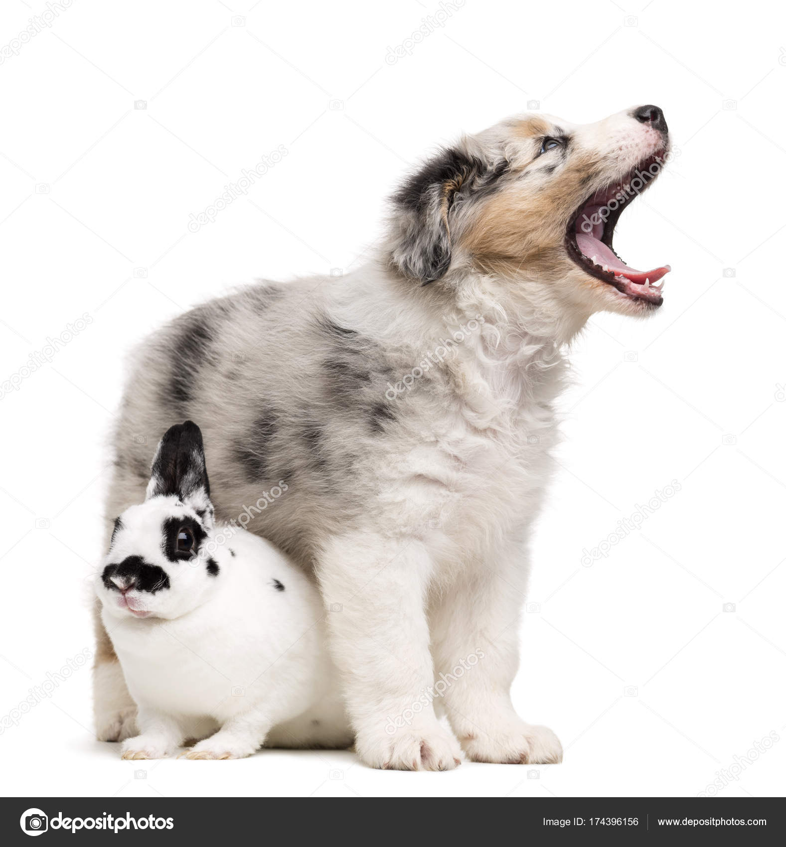 Dalmatinisches Kaninchen sitzt unter einem australischen Schäferhund