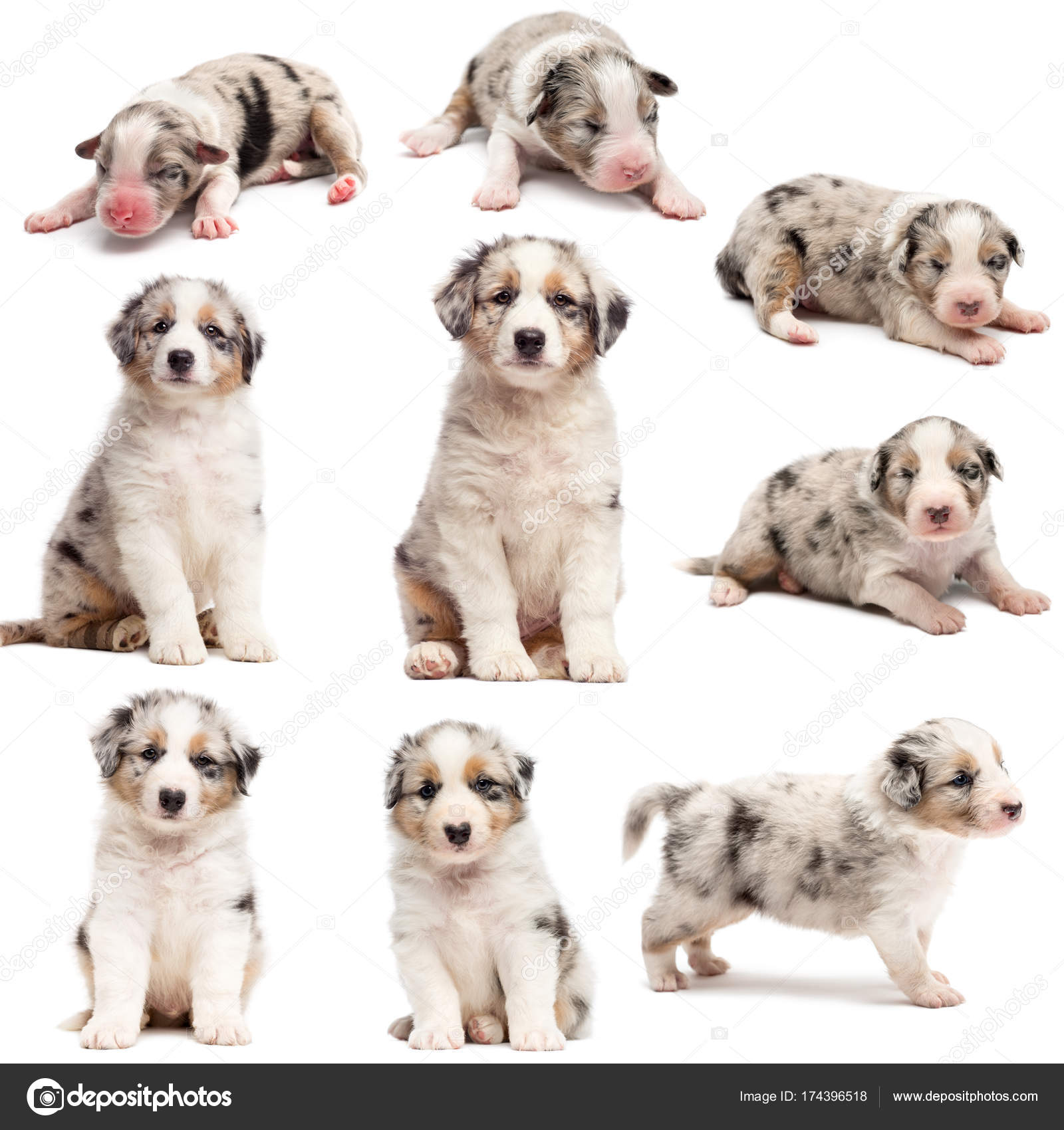 Evolução de um cachorro pastor australiano, 1 dia a 2 meses de idade,  contra fundo branco — Foto © lifeonwhite #174396518, image size:1600x1700