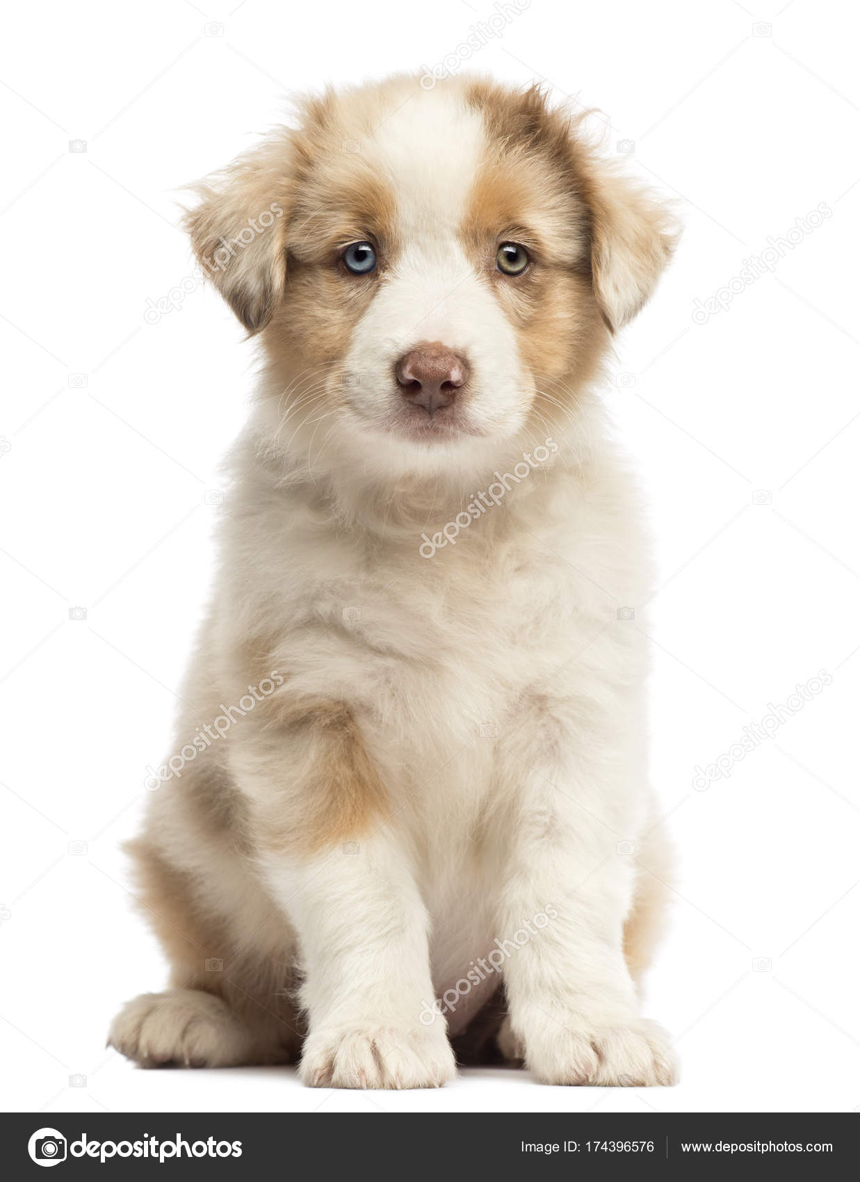 Cãozinho pastor australiano, 8 semanas, sentado e retrato contra fundo  branco — Foto © lifeonwhite #174396576, image size:1237x1700