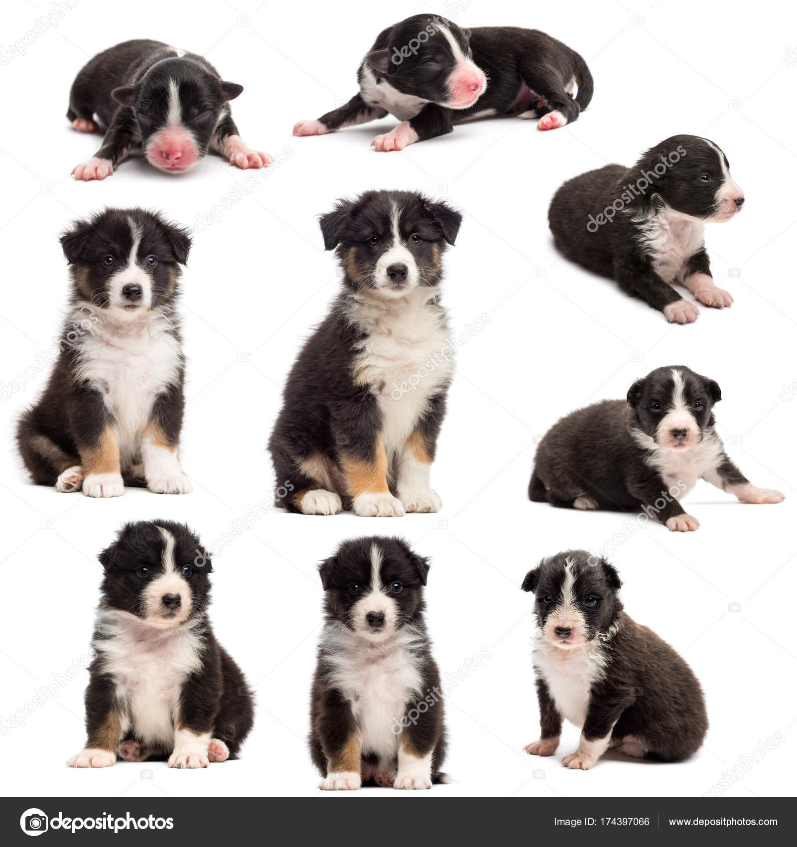 Cuccioli Di Pastore Australiano Bianco E Nero