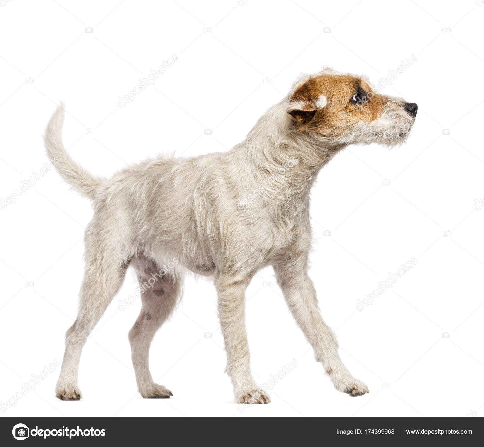 Parson Russell Terrier walking and looking away against white ba