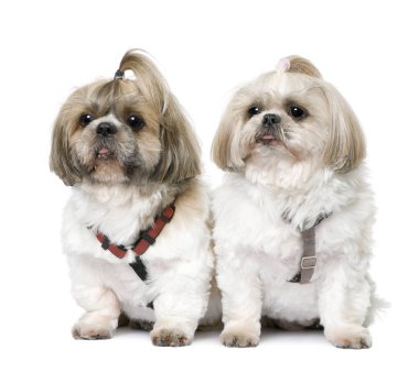 Shih Tzu oturan Çift