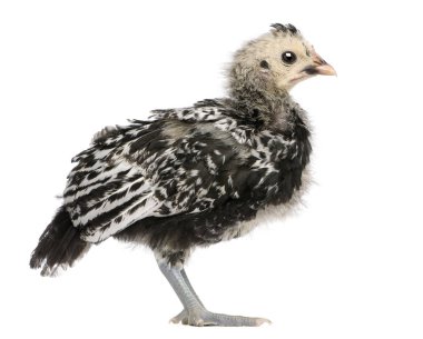 Hamburg tavuk, 21 gün eski, önünde beyaz arka plan ayakta