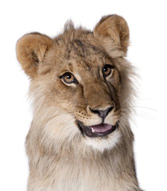 Aslan, panthera leo, 9 ay yaşlı, beyaz bir arka plan