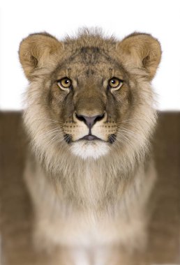 Dijital güçlendirilmiş aslan, Panthera leo, 9 ay yaşlı, önünde