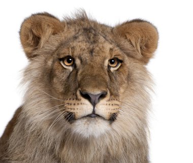 Aslan, panthera leo, 9 ay yaşlı, beyaz bir arka plan
