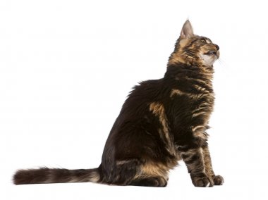 Maine coon, 7 ay yaşlı, önünde oturan arka plan beyaz., 