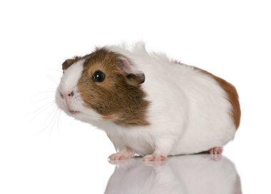 Eskiden şiling şimdi domuz, Cavia porcellus, beyaz backgrou önünde duran