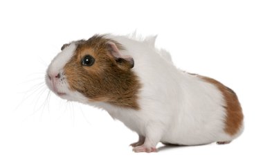 Eskiden şiling şimdi domuz, beyaz arka plan önünde Cavia porcellus