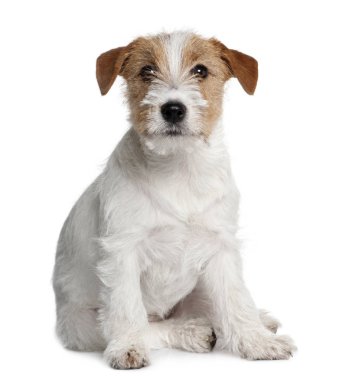 jack Russell terrier köpek, 5 ay yaşlı, beyaz arka plan oturan