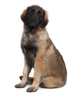 Leonberger köpek, 6 ay yaşlı, önünde oturan arka plan beyaz.