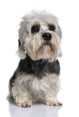 Dandie dinmont korkunç, 2 yıl yaşlı, beyaz arka plan oturan