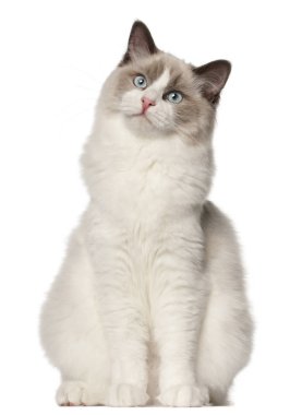 Ragdoll kedi, 6 ay yaşlı, önünde oturan arka plan beyaz.