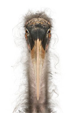 Portrait of Marabou Stork, Leptoptilos crumeniferus, 1 year old, in front of white background clipart