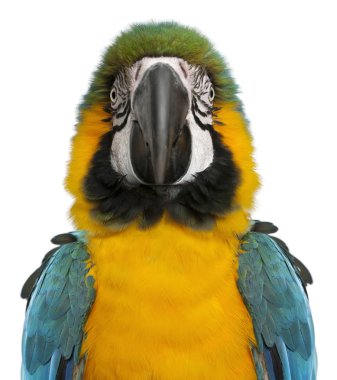 Portrait of Blue and Yellow Macaw, Ara Ararauna, in front of white background clipart