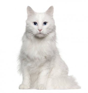 Türk Angora kedi, 4 yıl yaşlı, beyaz arka plan önünde oturan portresi