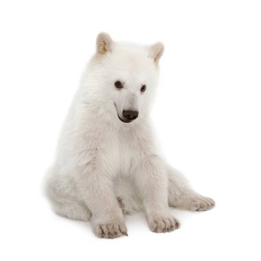 Kutup ayısı yavrusu, Ursus maritimus, 6 ay yaşlı, w karşı oturuyor.