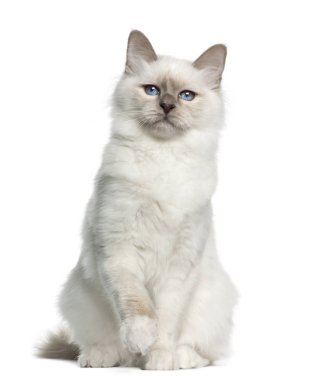 Birman portre, beyaz arka planı 5 aylık