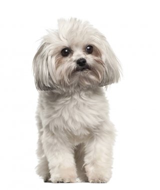 Bolognese, 3 yıl yaşlı, beyaz arka planı oturan