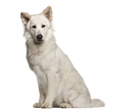Berger blanc suisse, 1 yaşında, beyaz arka planı oturan
