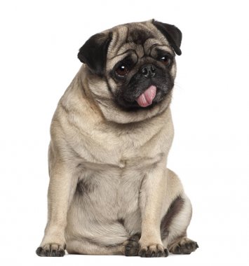pug, 4 yıl yaşlı, beyaz arka planı oturan