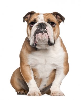İngilizce Bulldog, 5 yaşında, beyaz arka planı oturan