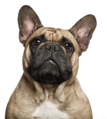 İngilizce Bulldog köpek yavrusu, 2 ve bir buçuk ay yaşlı, beyaz arka planı