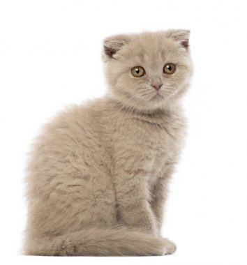 İskoç fold yavru kedi 9 hafta yaşlı, beyaz arka planı otururken, portresi