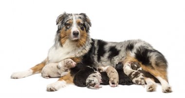Mother Australian Shepherd with its 7 day old puppies suckling against white background clipart