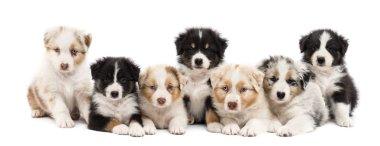 Front view of Australian Shepherd puppies, 6 weeks old, sitting and lying in a row against white background clipart