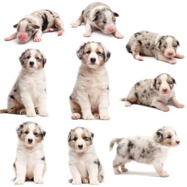 Evolution of an Australian shepherd puppy, 1 days to 2 months old, against white background clipart