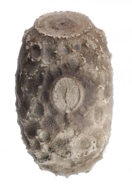 Yumurta sopa böcek - Pseudophasma rufipes