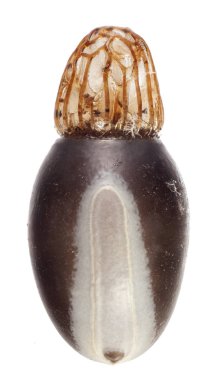 Yumurta sopa böcek - bakteri yüksek