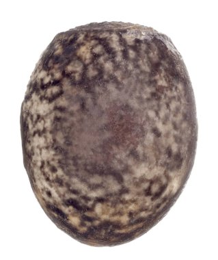 Yumurta sopa böcek - Peruphasma schultei