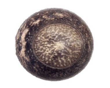 Yumurta sopa böcek - Peruphasma schultei