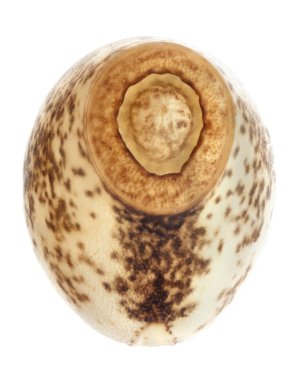Yumurta sopa böcek - Asceles sp.