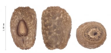 Yumurta sopa böcek - Pseudosermyle phalangiphora