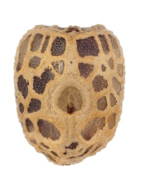 Yumurta sopa böcek - Parapachymorpha spiniger