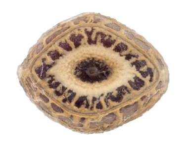 Yumurta sopa böcek - Parapachymorpha spiniger